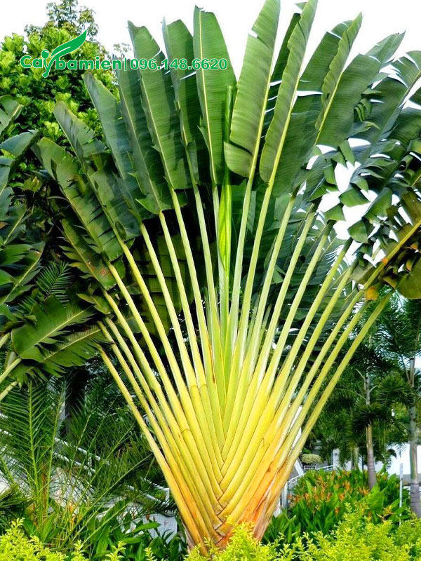 Cây Chuối Quạt cao 3 - 4m
