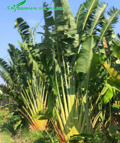 Cây Chuối Rẻ Quạt lâu năm cao hơn 3m
