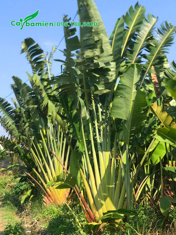 Cây Chuối Rẻ Quạt lâu năm cao hơn 3m