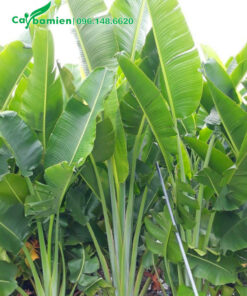 Vườn cây Chuối Rẻ Quạt cao hơn 2m, tán lá đẹp