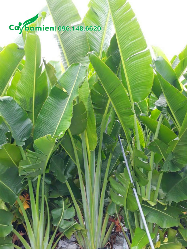 Vườn cây Chuối Rẻ Quạt cao hơn 2m, tán lá đẹp
