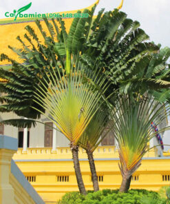 Cây Chuối Rẻ Quạt lâu năm chiều cao 5 - 6m