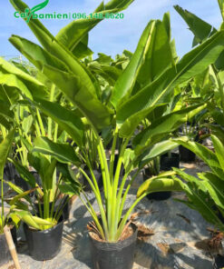 Vườn dưỡng số lượng lớn cây chuối rẻ quạt cao hơn 70cm