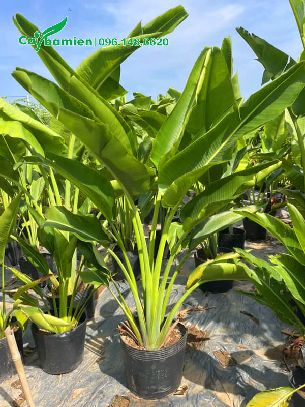 Vườn dưỡng số lượng lớn cây chuối rẻ quạt cao hơn 70cm