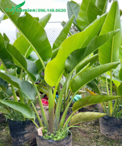 Chuối rẻ quạt trồng sẵn trong chậu