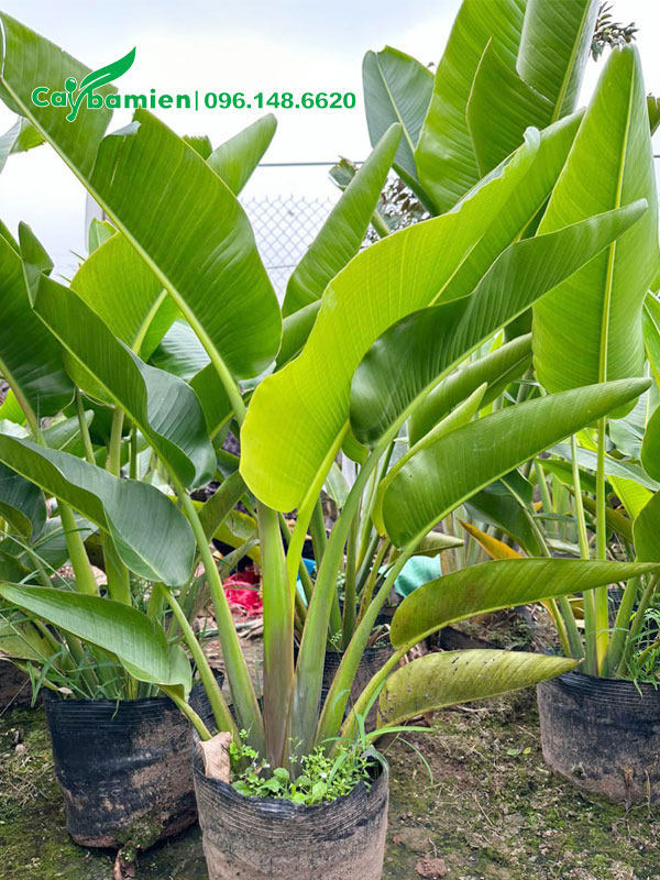 Chuối rẻ quạt trồng sẵn trong chậu