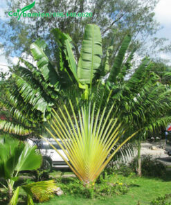 Chuối rẻ quạt cao lớn, chiều cao hơn 3m