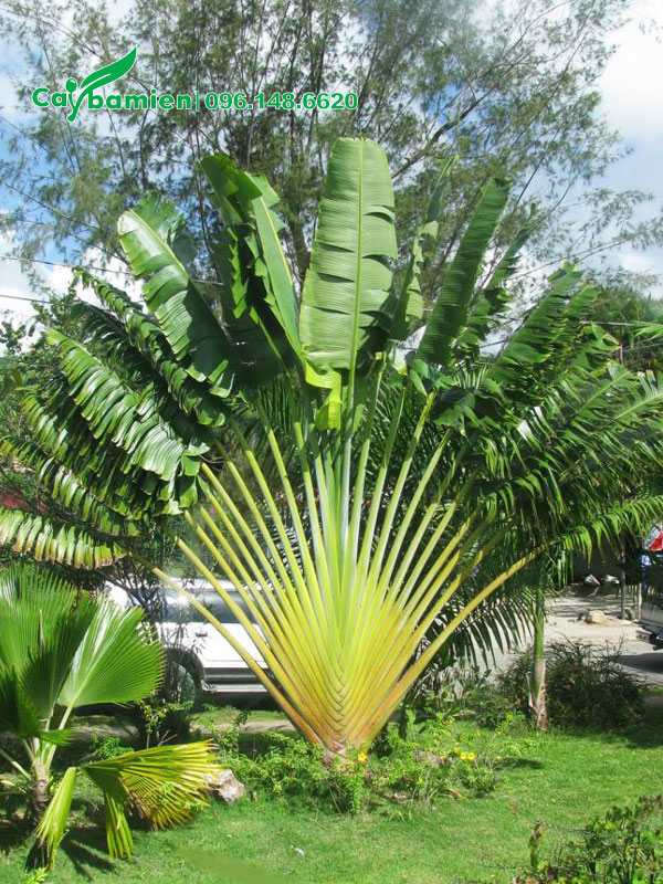 Chuối rẻ quạt cao lớn, chiều cao hơn 3m