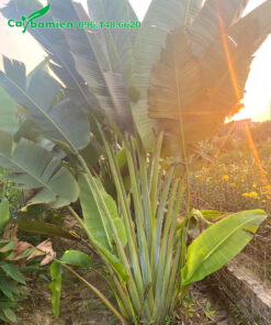 Chiều cao hơn 2m, tán lá đẹp