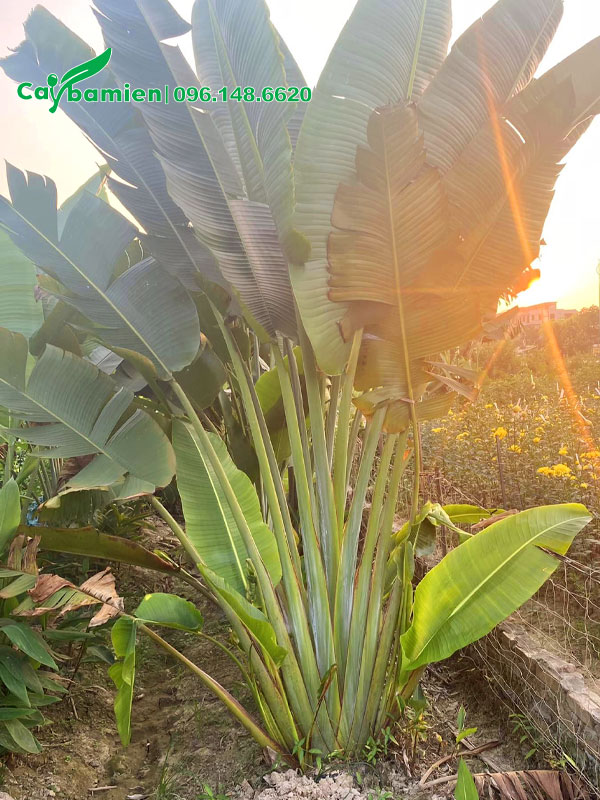 Chiều cao hơn 2m, tán lá đẹp