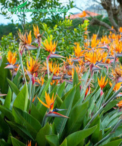 Cây Chuối Thiên Điểu đẹp, hoa nở rực rỡ