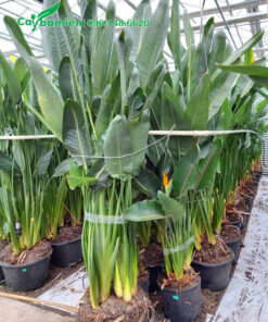 Bó gọn cành lá cho cây hoa Thiên Điểu trước khi vận chuyển