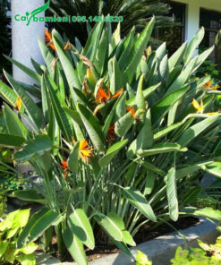 Hình ảnh khóm hoa Chuối Thiên Điểu đường kính hơn 1m