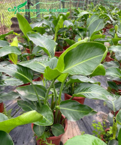 Cây giống Chuối Thiên Điểu Hà Lan