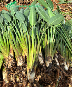 Bụi cây Chuối Thiên Điểu tách ra thành từng cây để trồng thành bụi mới