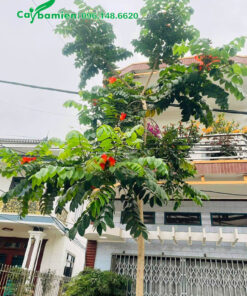 Cây hoa Sò Đo Cam trồng trước nhà nở hoa