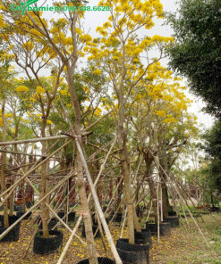 Cây hoa Chuông Vàng thân gỗ đã rụng hết lá, hoa nở vàng rực cả cây