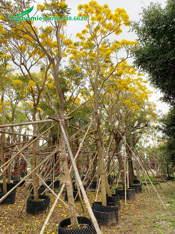 Cây hoa Chuông Vàng thân gỗ đã rụng hết lá, hoa nở vàng rực cả cây