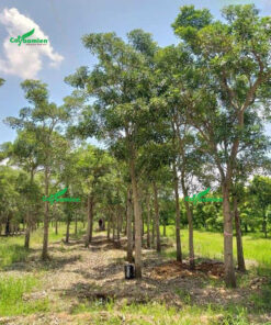 Những cây chuông vàng lâu năm, đường kính gốc >10cm