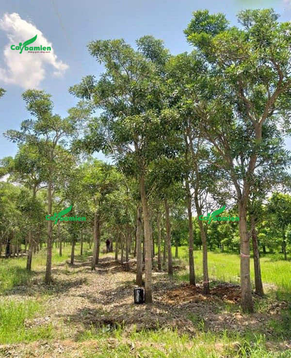 Những cây chuông vàng lâu năm, đường kính gốc >10cm