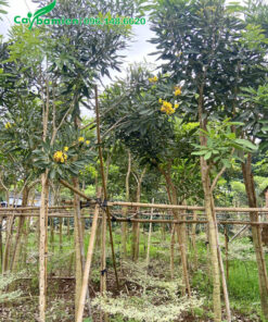 Vườn cây chuông vàng ra hoa đẹp