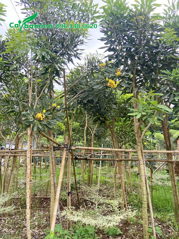 Vườn cây chuông vàng ra hoa đẹp