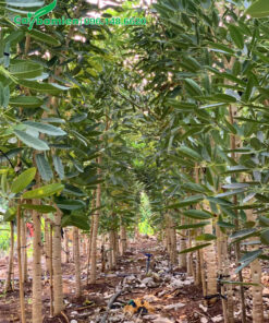 Những hàng cây hoa chuông vàng chưa vỡ tán cao khoảng 3m