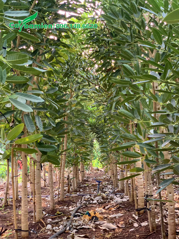 Những hàng cây hoa chuông vàng chưa vỡ tán cao khoảng 3m