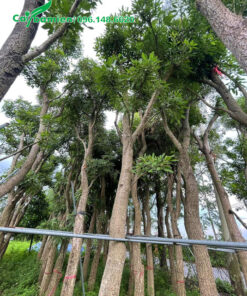 Vườn dâm ủ nguyên những cây chuông vàng thân gỗ cổ thụ vang 50cm trở lên