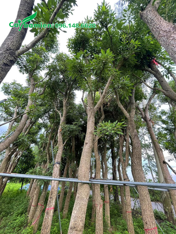 Vườn dâm ủ nguyên những cây chuông vàng thân gỗ cổ thụ vang 50cm trở lên