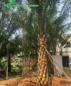 Cây Cọ Dầu công trình đẹp, lóng thân cao 2m