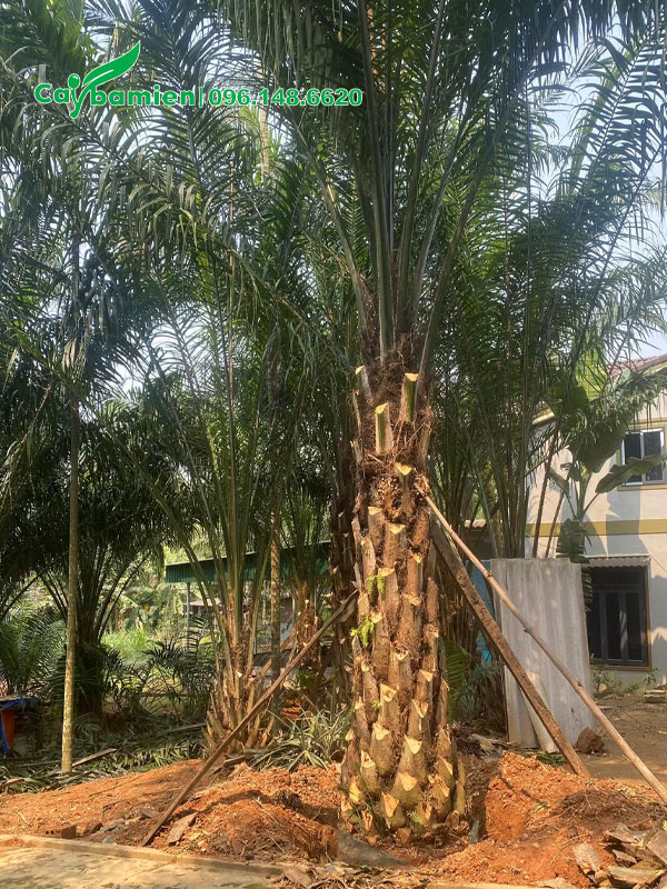 Cây Cọ Dầu công trình đẹp, lóng thân cao 2m