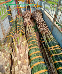 Những cây cọ dầu đẹp lộ thân 2m, cành buộc gọn