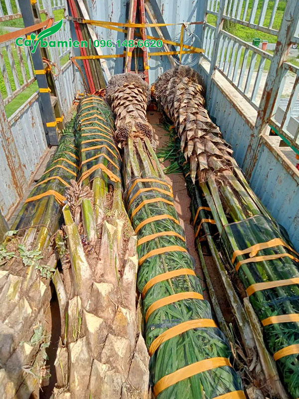 Những cây cọ dầu đẹp lộ thân 2m, cành buộc gọn