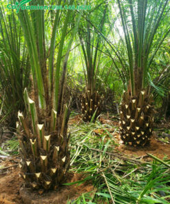 Cọ dầu công trình, lóng thân cao 80cm