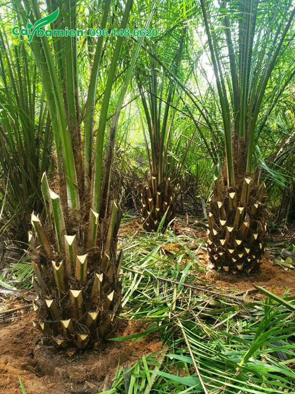 Cọ dầu công trình, lóng thân cao 80cm