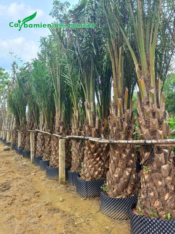 Cọ Dầu dưỡng bầu nổi, xếp thành hàng, có giàn đỡ