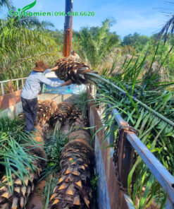 Cẩu và xếp gần 100 cây cọ dầu công trình lên thùng xe