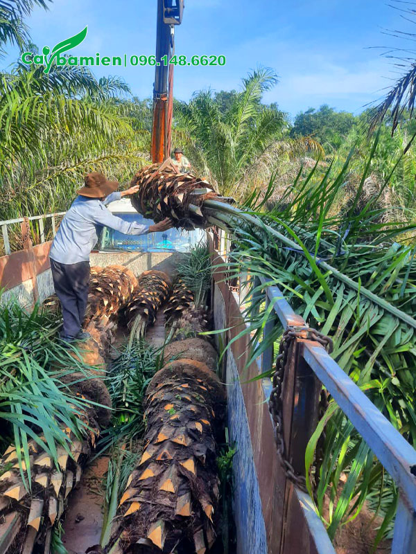 Cẩu và xếp gần 100 cây cọ dầu công trình lên thùng xe