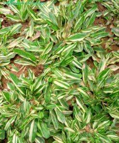 Vẻ đẹp của cỏ lá gừng cẩm thạch giống Thái Lan
