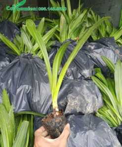 Cây giống bạch trinh biển cao 25cm