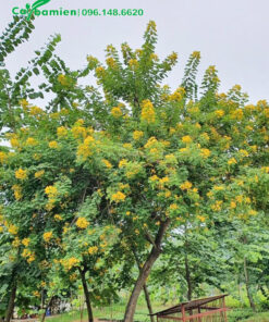 Cây hoa vàng công trình, dáng đẹp