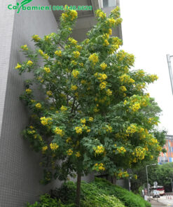 Điệp vàng trồng trước tòa nhà văn phòng