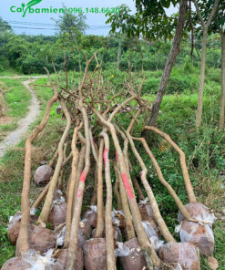 Bán số lượng lớn cây điệp vàng công trình, đường kịn 8 - 10cm