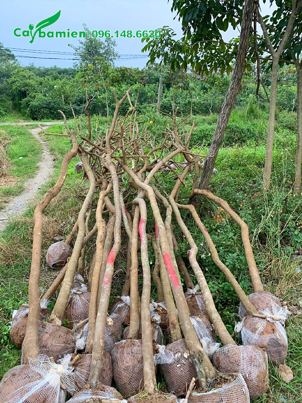 Bán số lượng lớn cây điệp vàng công trình, đường kịn 8 - 10cm