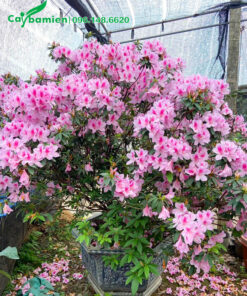 cây đỗ quyên hồng thuần chậu, chiều cao khoảng 1m5