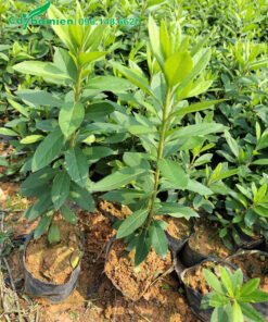 Vườn cây giống đỗ quyên nguyên bầu, chiều cao 40cm