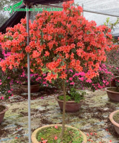 Đỗ quyên thân gỗ hoa có màu đỏ cam nổi bật