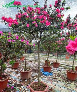 Vườn cây hoa đỗ quyên thân gỗ thuần chậu