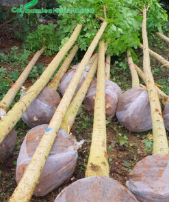 Một đống hơn chục cây Sò Đo Cam đường kính gốc 12 - 15cm